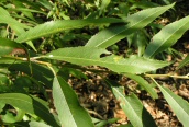 Crack Willow